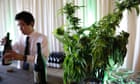 US drug agency declines to change marijuana's strict drug designation