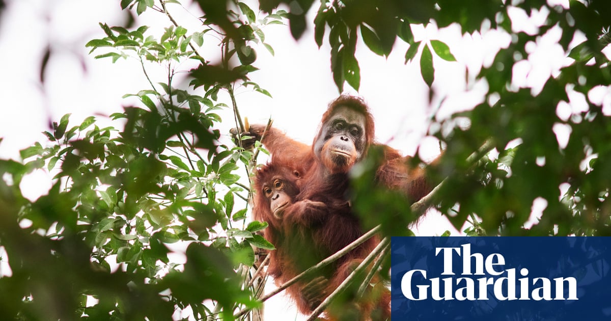 ‘Should we leave them to die?’ The battle over how to save orangutans from the curse of palm oil