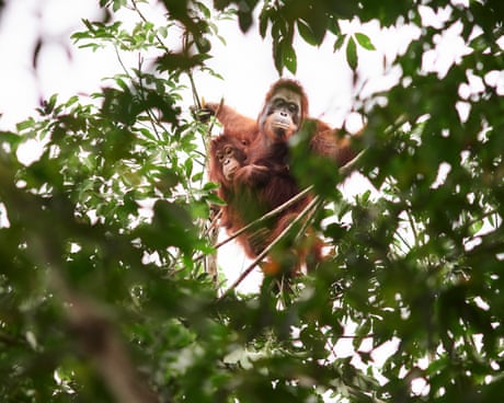 ‘Should we leave them to die?’ The battle over how to save orangutans from the curse of palm oil