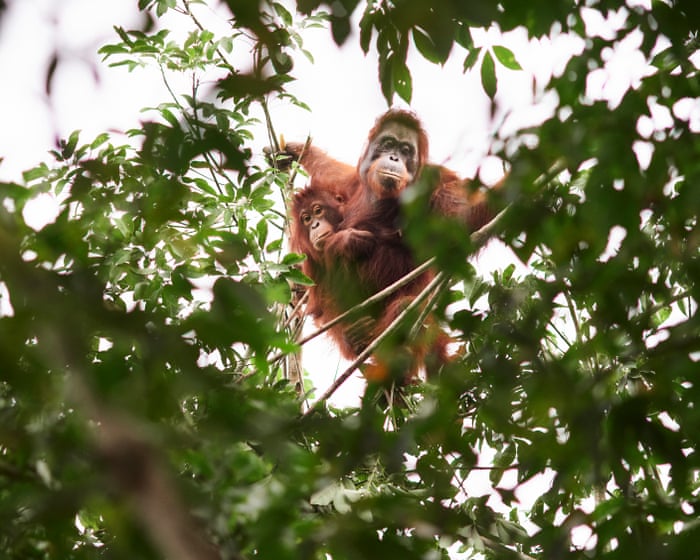 ‘Should we leave them to die?’ The battle over how to save orangutans from the curse of palm oil