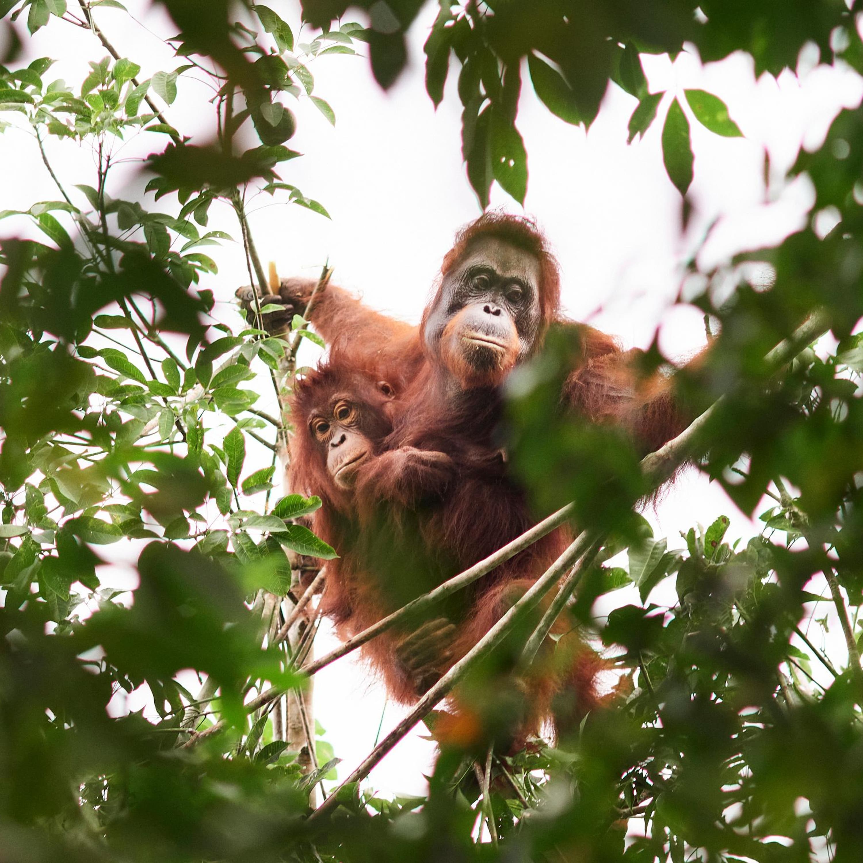 ‘Should we leave them to die?’ The battle over how to save orangutans from the curse of palm oil episode artwork