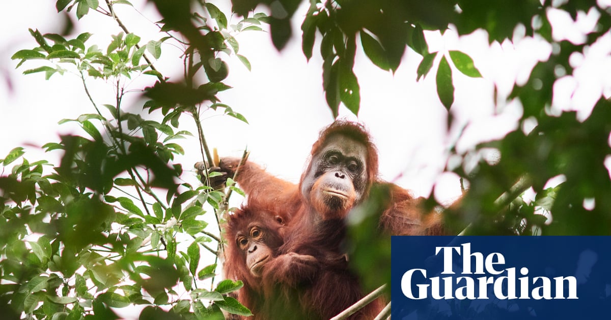 ‘Should we leave them to die?’ The battle over how to save orangutans from the curse of palm oil – podcast