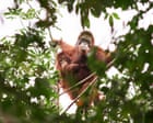 ‘Should we leave them to die?’ The battle over how to save orangutans from the curse of palm oil – podcast