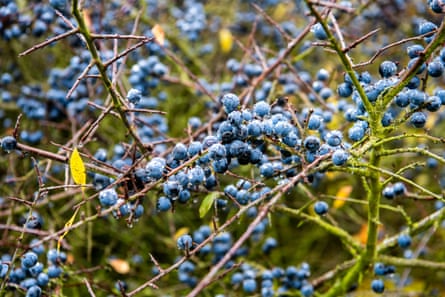 Sloes in a hedgerow near Chipping Warden.