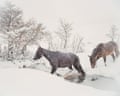 Two horses cross a snowy stream amid falling snow and bare, frosted trees
