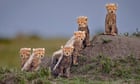 Remembering Cheetahs photography competition – the winners thumbnail