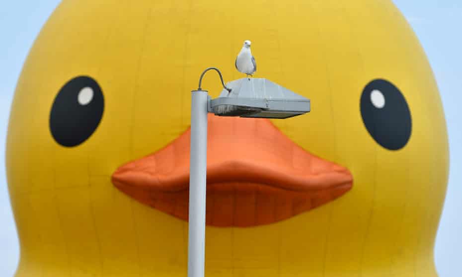 A seagull rests on a lamp post in front of a 19-metre-tall rubber duck in Toronto, Canada.