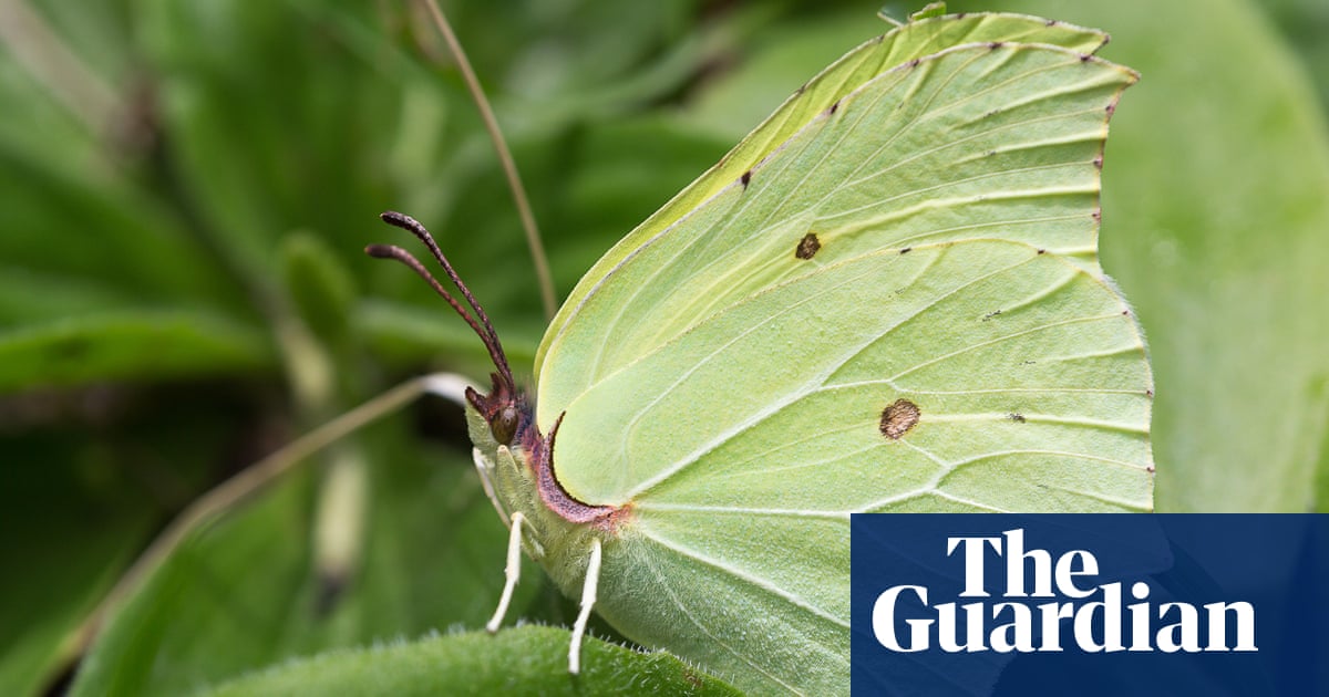 Butterflywatch: brimstones in midwinter raise adaptability issues | Butterflies | The Guardian