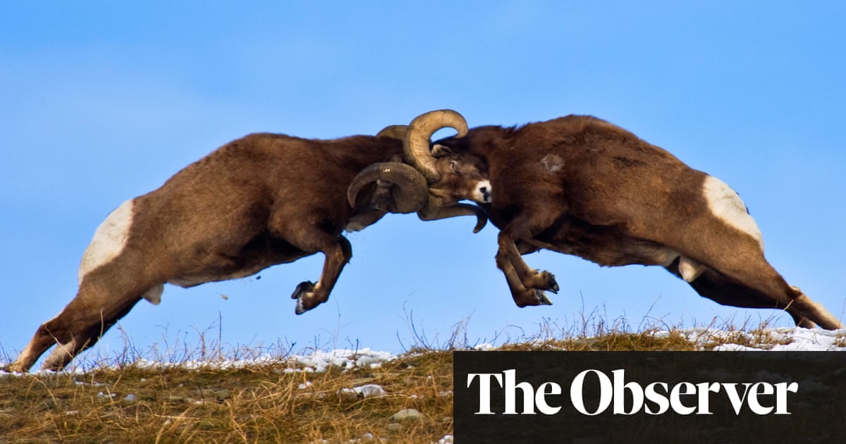 Who's the best lover in the animal world? – in pictures | Science | The  Guardian
