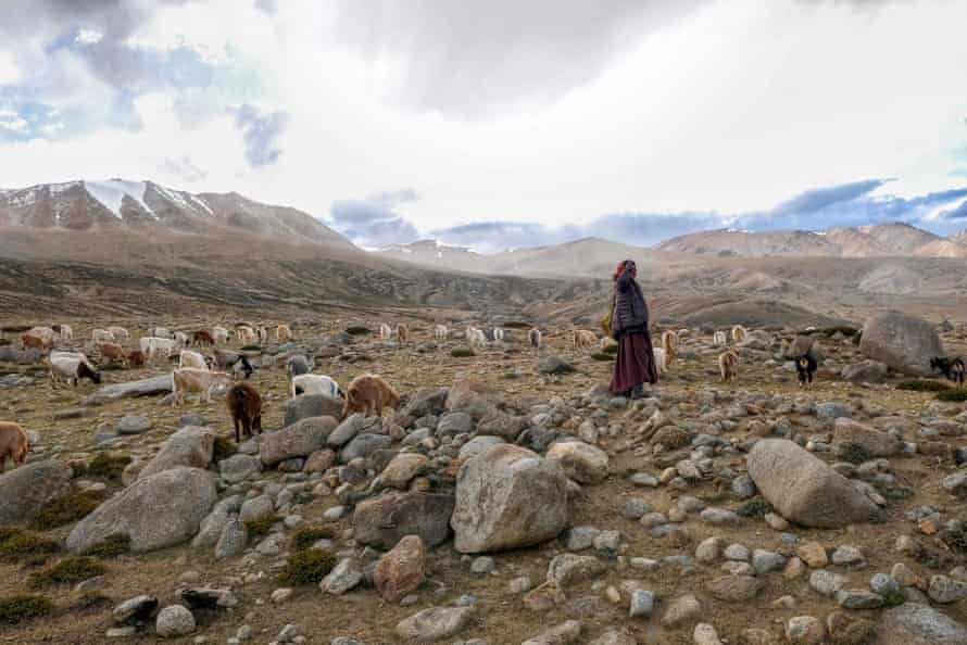 A Changpa nomad shepherd watches over his pashmina goats near Korzok, a village in the Leh district of Ladakh