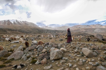 A Changpa nomad shepherd watches over his pashmina goats near Korzok, a village in the Leh district of Ladakh