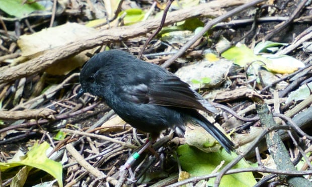 Once a global conservation success story, New Zealand’s black robin in trouble again Conservationist Susan Thorpe says that in a recent consultation on the black robin’s survival, no idea was considered ‘too crazy’. Photograph: Jess MacKenzie