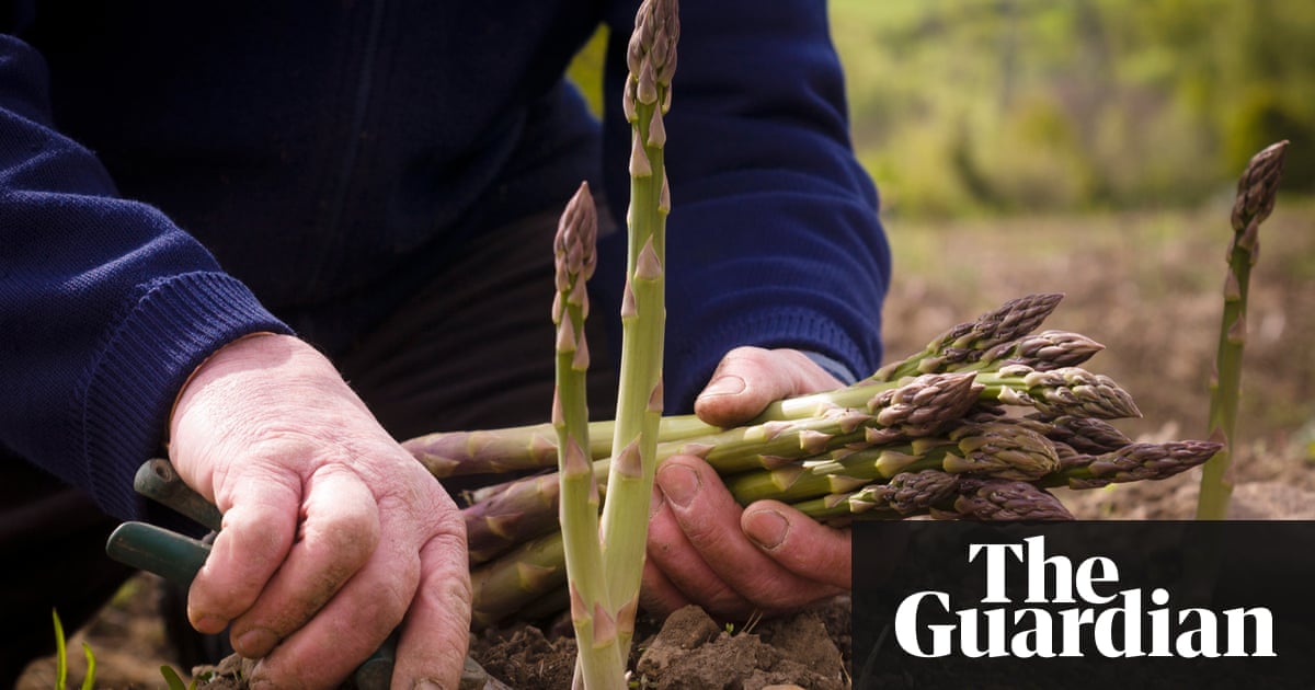 UK supermarkets stock first homegrown asparagus - two weeks early | Environment | The Guardian