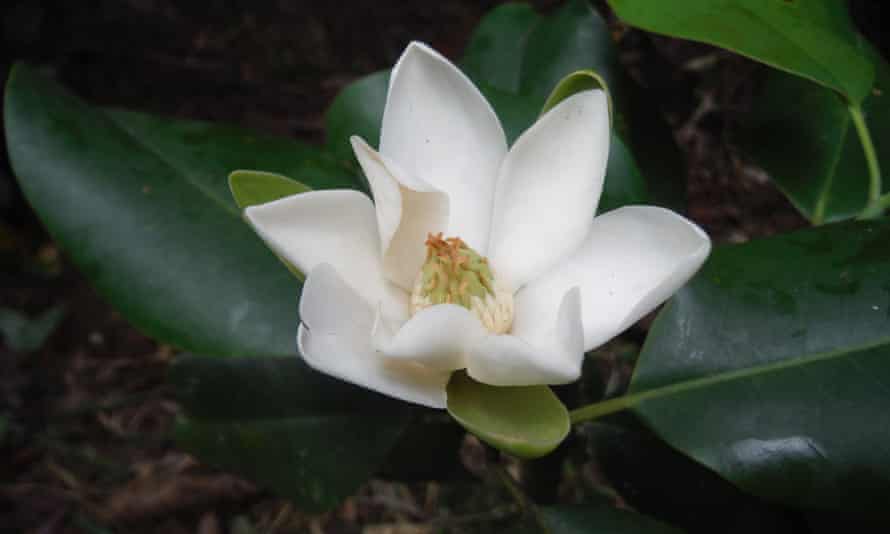 Magnolia ekmanii, kritiškai nykstantis medis Haityje, buvo nuimamas dėl medienos medžio anglims ir statybinėms medžiagoms gaminti.