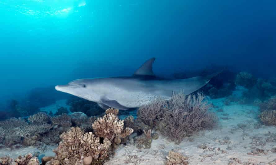 A dolphin swims along the seabed, with its belly touching the coral