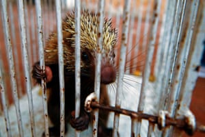 Um porco-espinho-de-crista ferido na clínica veterinária do ministério do meio ambiente, à espera de tratamento e alta, em San Salvador.