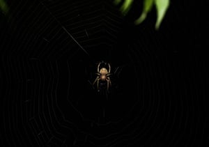 Um tecelão manchado, ou aranha de celeiro, fotografado à meia-noite em uma árvore de Neem (Azadirachta indica) em Tehatta, Bengala Ocidental, Índia. As aranhas são noturnas e têm o hábito peculiar de comer e reconstruir suas teias todos os dias. Enormes esferas são construídas com seda pegajosa ao anoitecer e usadas para capturar presas durante a noite. Ao amanhecer, a aranha ingere novamente os fios (junto com a umidade que se acumulou nele como orvalho) e recicla os nutrientes para a próxima teia