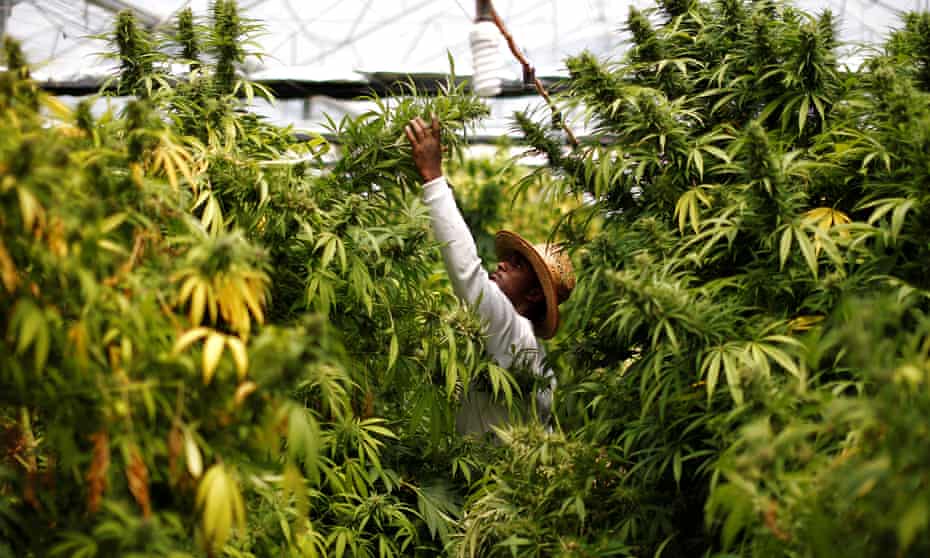 A worker at a medical marijuana plantation near Nazareth, Israel.