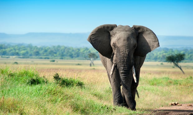 A male elephant in the green plains of the Masai Mara reserve in Kenya.
