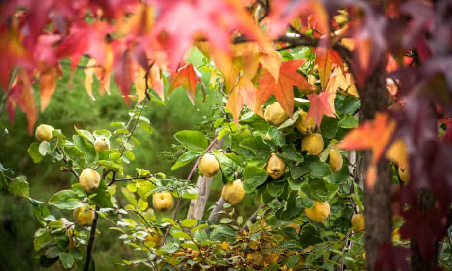 Fruit trees that start with s