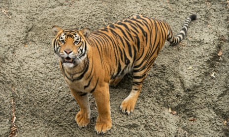 Tiger mauls animal handler at Dreamworld theme park on the Gold