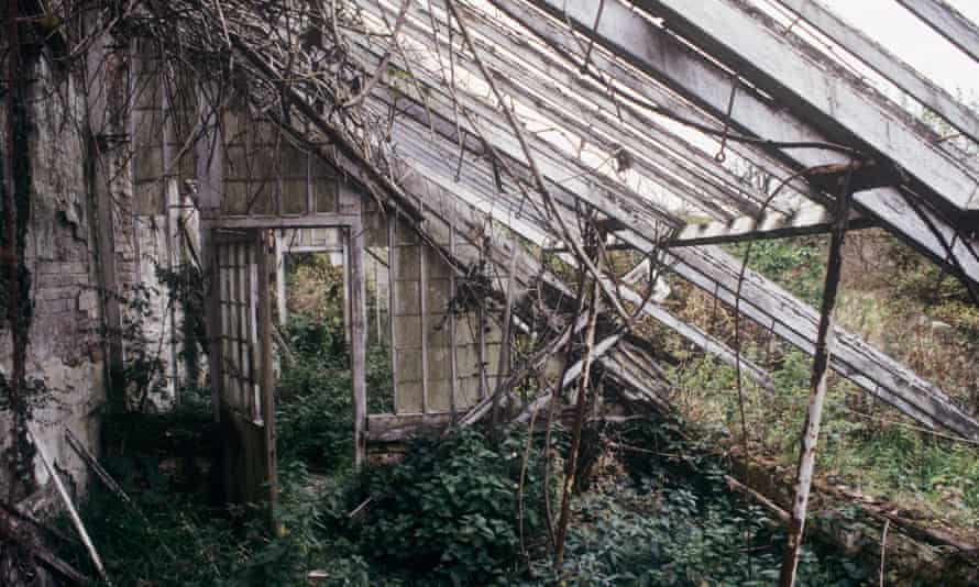An old black and white photo of the original citrus house, in ruins