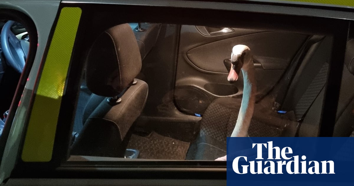 ‘Not your usual prisoner’: police pick up swan in Plymouth
