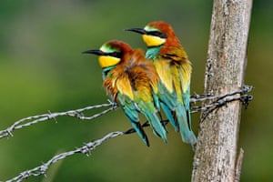 European bee-eaters