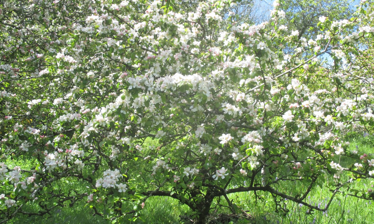 Country Diary Copious Apple Blossom Is At Its Best But Short Lived Trees And Forests The Guardian Country Diary Copious Apple Blossom Is At Its Best But Short Lived Trees And Forests The Guardian