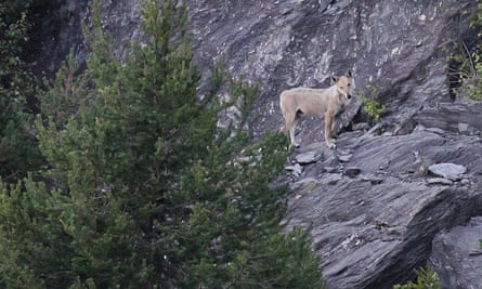 A wolfdog in the Italian alps