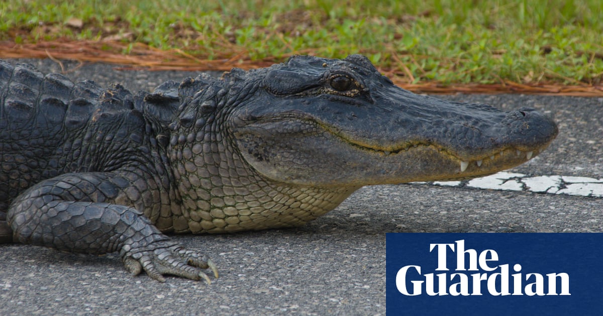 Florida teens held after crash leaves two alligators hanging from truck window Florida teens held after crash leaves two alligators hanging from truck window