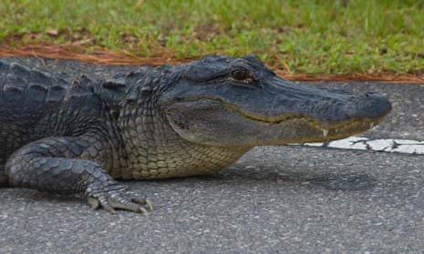 An alligator rests on a warm roadway in Florida.
