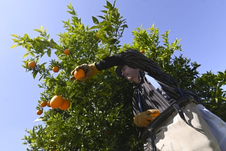 A fruit picker harvests oranges on a farm near Leeton, NSW, Australia