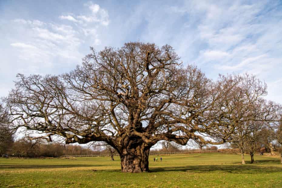 Один из старинных дубов Ричмонд-парка.  С возрастом деревья кажутся приземистыми и начинают выдолбаться у основания.
