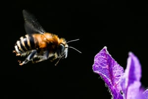 A bee prepares for landing to collect a lavender flower pollen in Berlin, Germany