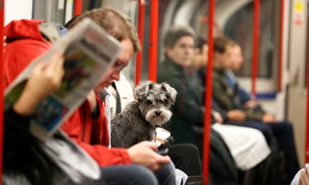 A dog on its owner’s lap on the London Underground.