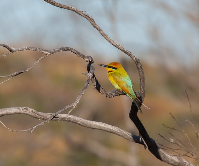 Each Special In Its Own Way Bird Spotting On Australia S Islands