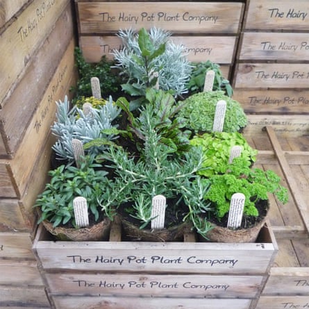 Hairy Pot herbs bundle, pack of six