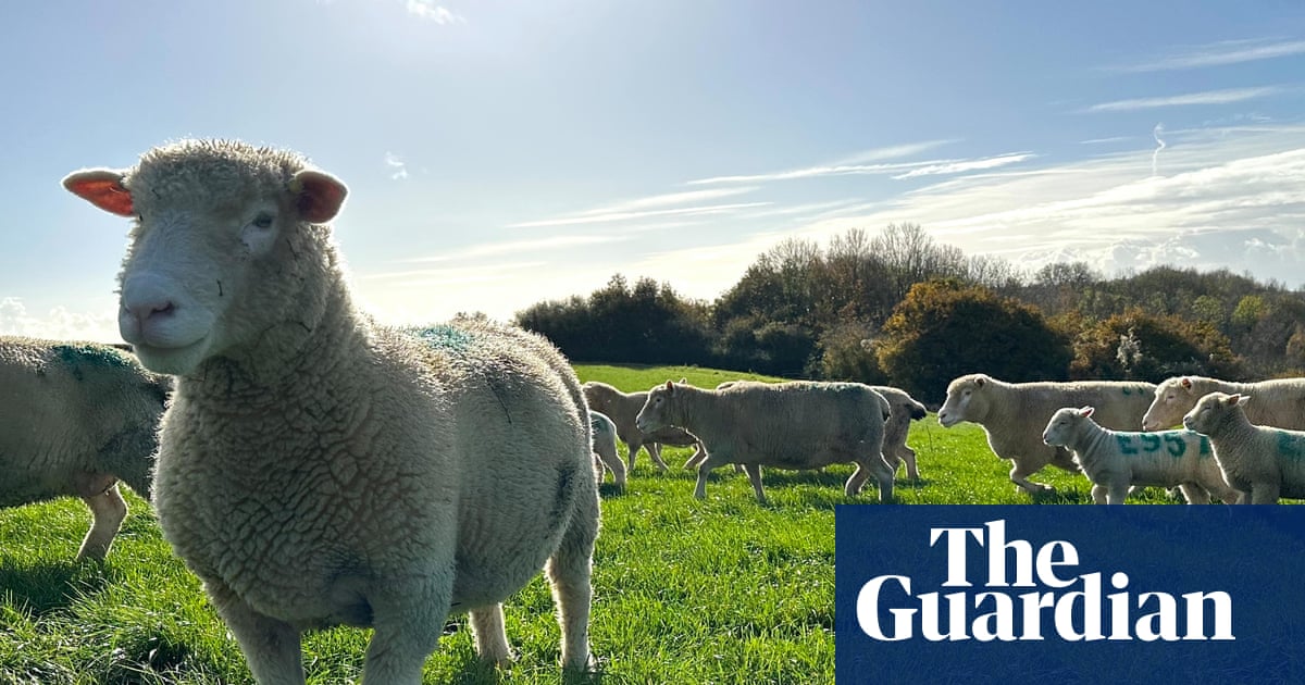 Country diary: Lambing in autumn? That's a local specialty here | Sara Hudston