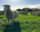 Country diary: Lambing in autumn? That’s a local specialty here | Sara Hudston