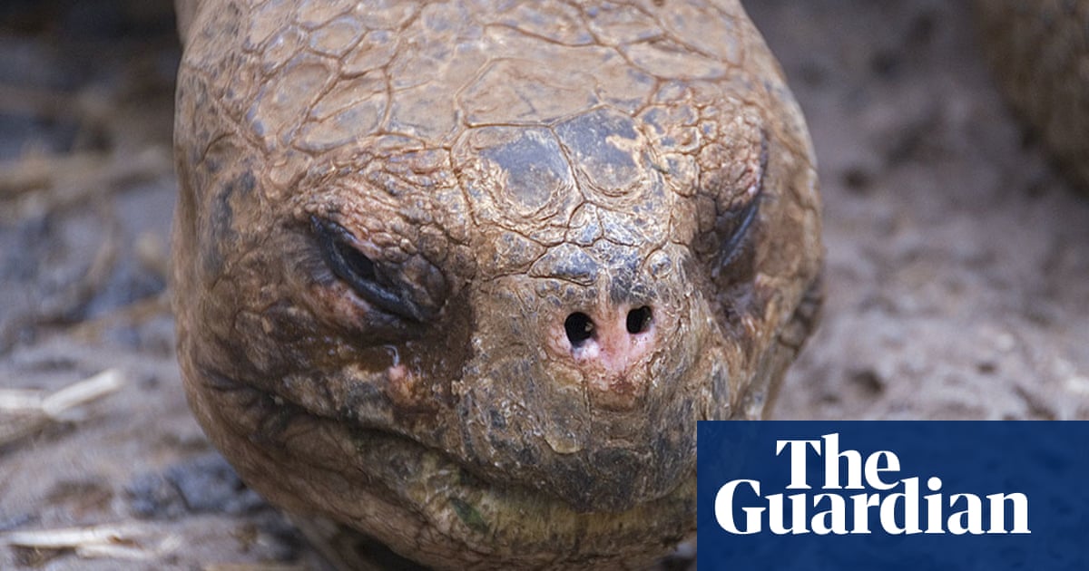 Get Galapagos Experts Find A Tortoise Related To Lonesome George Desktop Wallpaper Get Wallpaper Galapagos Experts Find A Tortoise Related To Lonesome George Desktop Wallpaper