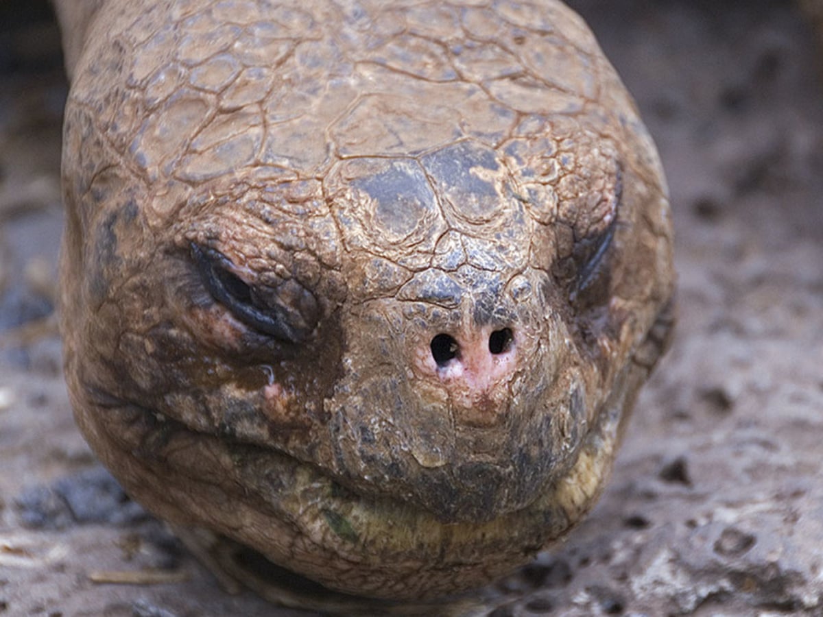 Pinta Island Tortoise Lonesome George