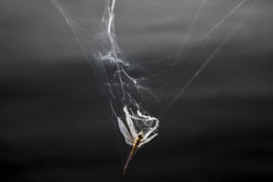 Valencia, Spain: a dragonfly is trapped in a spider’s web