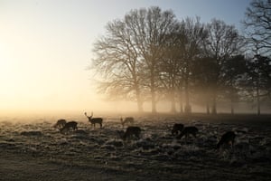 Veados pastam ao nascer do sol em uma manhã gelada de primavera no Bushy Park, sudoeste de Londres