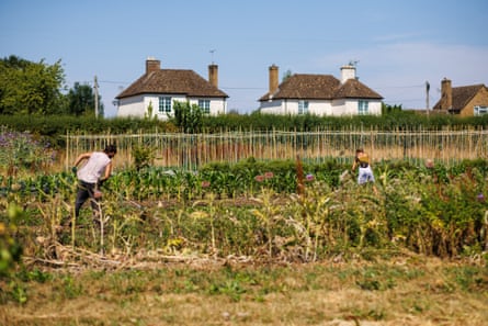 Two people work in a field with crops in it