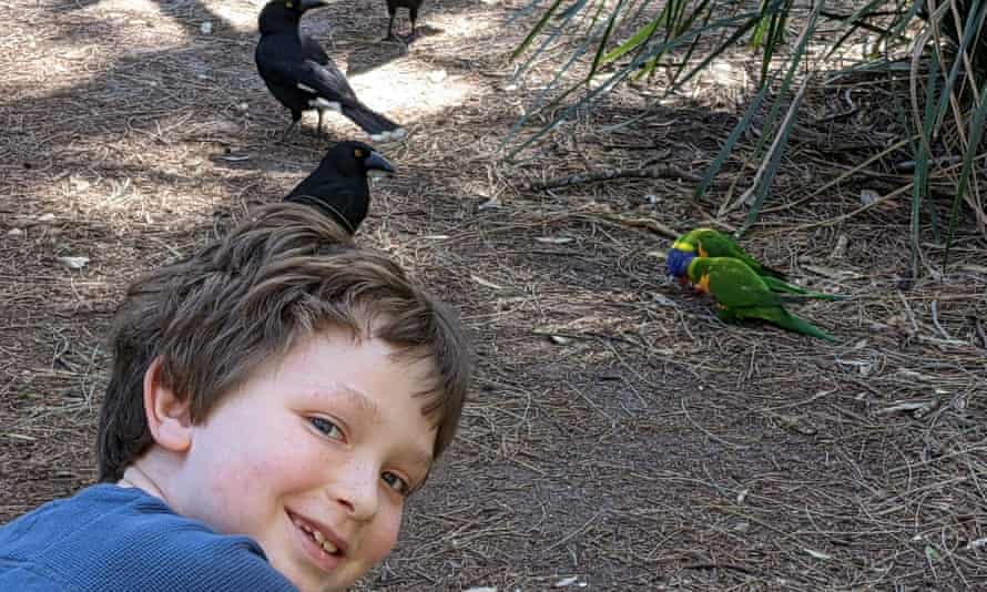 L'oiseau préféré de Léon est le loriquet arc-en-ciel, mais pendant le confinement, il a été capturé par le currawong.