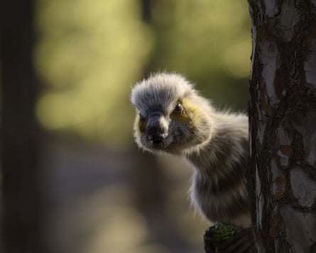 A fluffy birdlike creature peering from behind a tree trunk