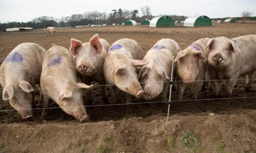 Pigs on a free-range pig farm in Suffolk