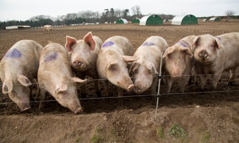 Food industry proposes 'Covid recovery visa' after warnings of surplus pig  cull | Farm animals | The Guardian