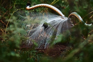 A male superb lyrebird covers a female with his tail
